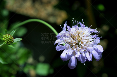 华北蓝灵灰,蓝色,蝴蝶,无人,轮峰菊,植物,风轮花 ,图像,水平画幅,美国