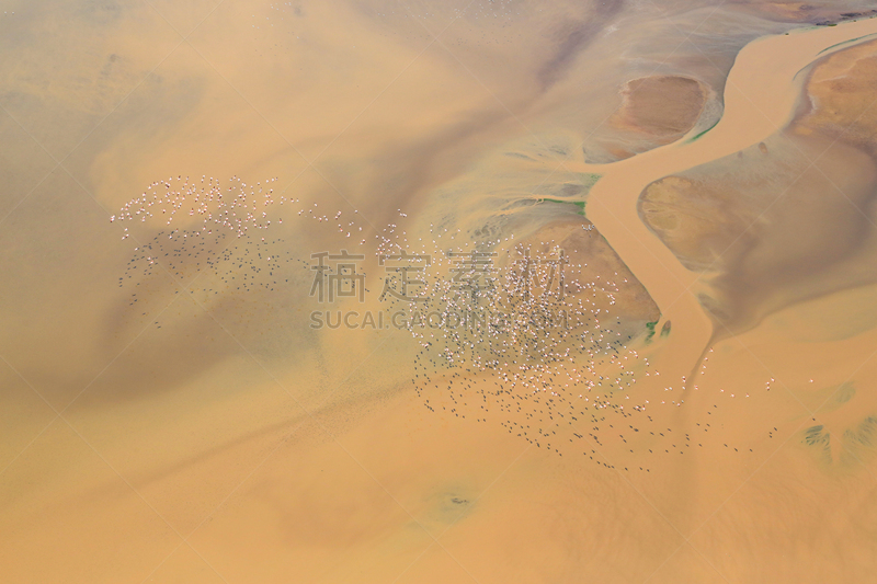 里夫特谷,坦桑尼亚,小火烈鸟,泡碱湖,航拍视角,肯尼亚,国境线,羊群,在上面,在之间