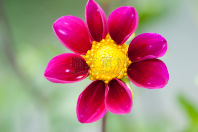 瓜叶菊,粉色,花瓣,数字8,艺术,水平画幅,无人,夏天,组物体,转基因