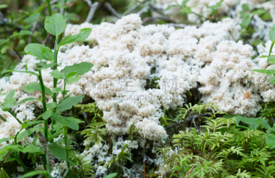 苔藓,粘液菌,自然,黏菌,白色,水平画幅,彩色图片,无人,图像,摄影
