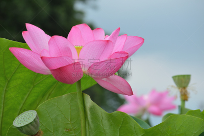 荷花,粉色,两只动物,公亩,自然,水平画幅,绿色,云,地形,无人