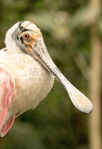 琵鹭,粉色,垂直画幅,海湾沿海,朱鹭,鸟类,动物身体部位,特写,水禽,人的眼睛