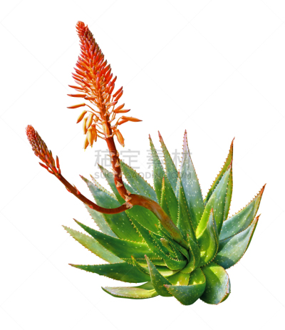芦荟,白色背景,健康保健,清新,背景分离,法国,仙人掌,化妆用品,春天,植物