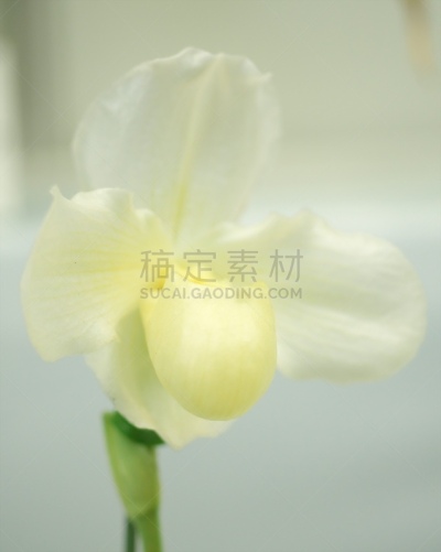 地球,垂直画幅,美,留白,无人,蝴蝶兰,特写,花蕾,拉昂,东南亚