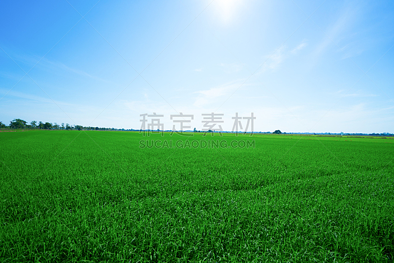 稻,天空,自然,田地,蓝色,俄亥俄河,农业,清新,自然界的状态,锥形帽