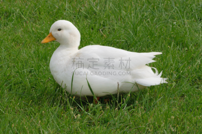 白色鸣叫鸭,白色,雄性动物,家禽展,安格尔西,蹼足,动物围栏,小鸭子,流浪动物,威尔士