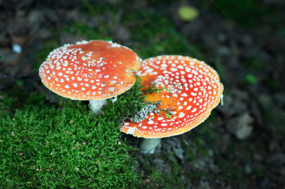 自然,有毒生物体,蘑菇,鹅膏菌,毒蝇菇,水平画幅,秋天,无人,斑点,夏天