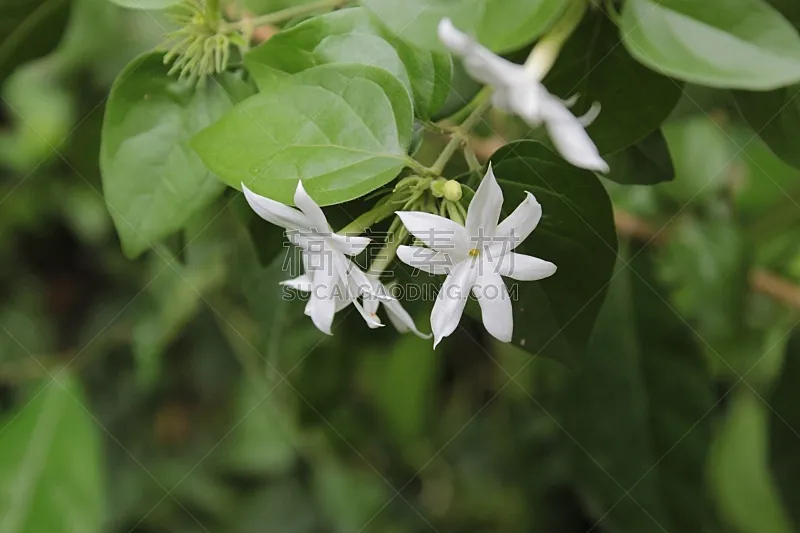 星形 茉莉 留白 清新 环境 自然美 春天 植物 巴西 户外图片素材下载 稿定素材