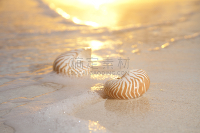 鹦鹉螺,海洋,两只动物,水,气候,水平画幅,沙子,无人,夏天,户外