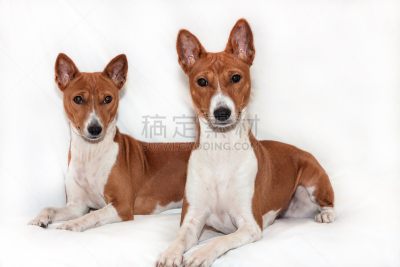 狗,红色,巴辛吉,黑色人种,白色背景,褐色,新的,水平画幅,墨西哥无毛犬,傲慢