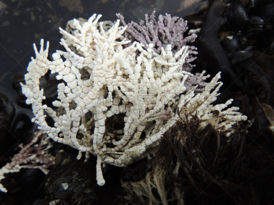 藻类,白色,潮水坑,水平画幅,coralline red algae,珊瑚,2015年,动物骨骼,讨论,摄影