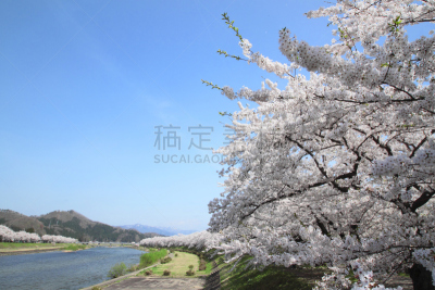 樱花,角馆,自然,水平画幅,樱桃,无人,日本,有机食品,科学,江户时代