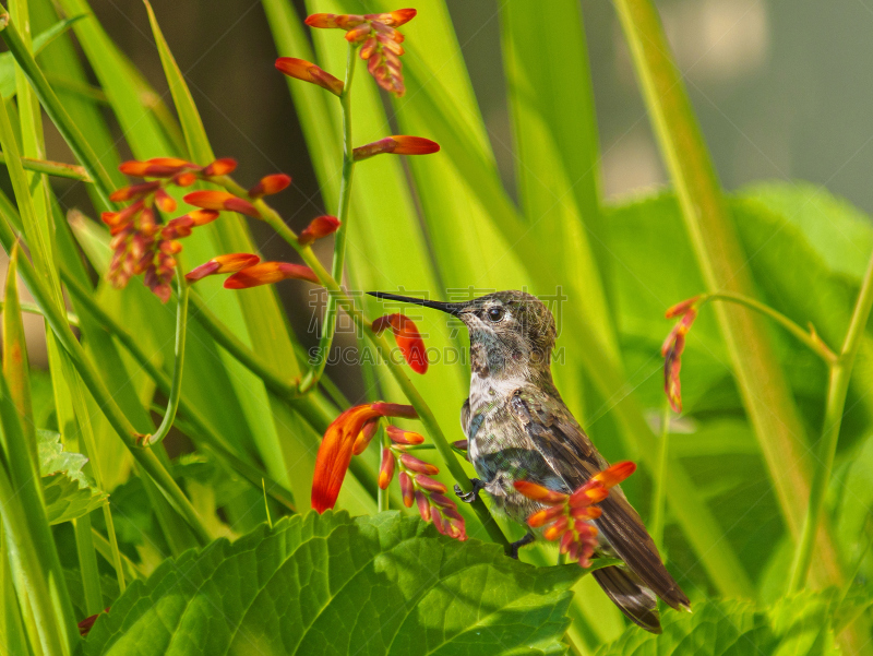 Crocosmia,蜂鸟,红色,安娜镇,自然,美,野生动物,花,喂养,行动