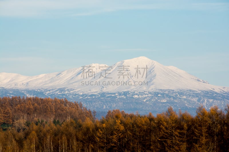 落叶松,秋天,雪,山,森林,派恩赫斯特,旭岳火山,日本落叶松,水平画幅,无人