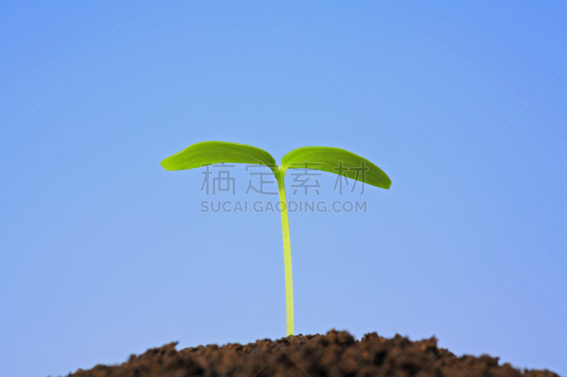 秧苗,现代,双叶区,十圣县,天空,花蕾,植物,水平画幅,无人,亚洲