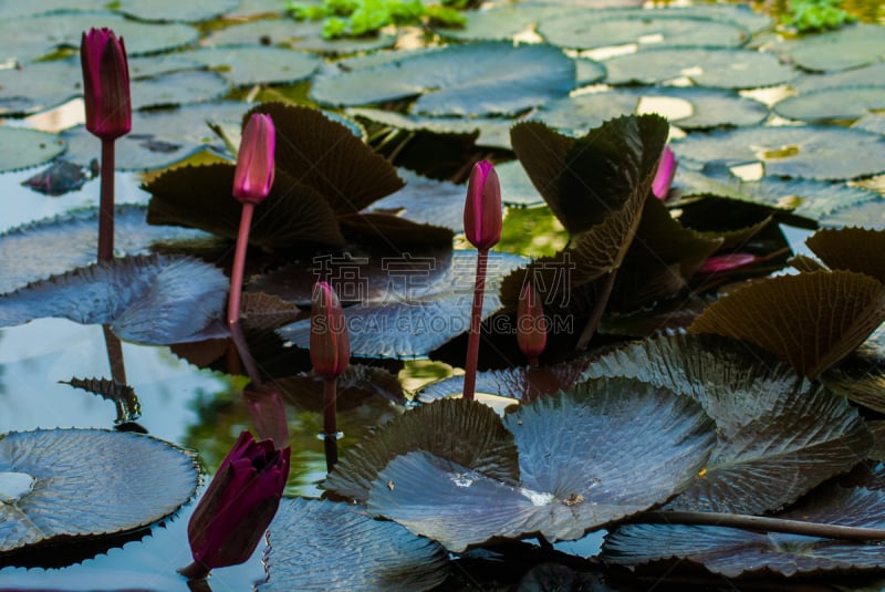 水,莲花坐式,印度,红色,蓝湖,正面视角,美,艺术,荷花,水平画幅