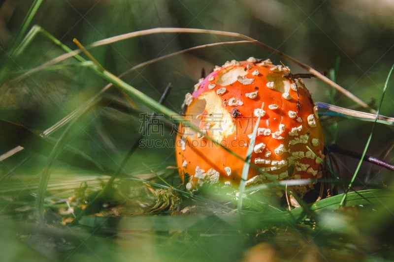 森林,毒蝇菇,水平画幅,无人,瓷样伞菇,户外,生物学,草,斑驳的,特写