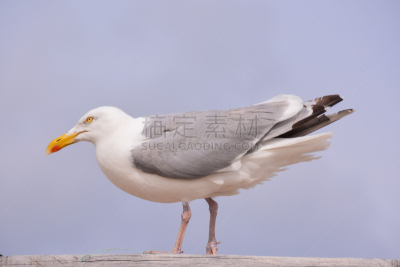 海鸥,一个物体,多云,水,天空,美,水平画幅,无人,鸟类,动物身体部位
