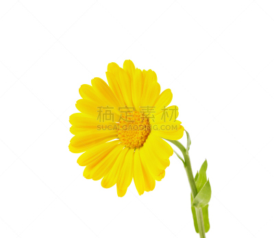 黄色,分离着色,corn marigold,水平画幅,甘菊花,bee plant,夏天,特写,仅一朵花,花蕾