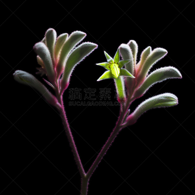 袋鼠爪花,图像聚焦技术,选择对焦,西澳大利亚,无人,天鹅绒,背景分离,方形画幅,黑色背景,植物
