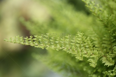 枝繁叶茂,叶子,自然,蕨类,背景,自然美,美,水平画幅,无人,生物学