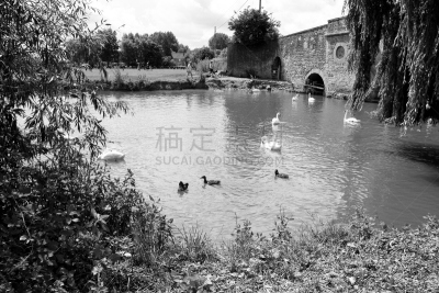 半分桥,格洛斯特郡,英格兰,勒克雷,科茨沃尔德 ,泰晤士河,柳树,水平画幅,无人,鸟类