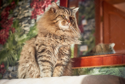 野生猫科动物,巨大的,侧面像,骄傲,可爱的,西伯利亚,肖像,长的,跪垫,沙发