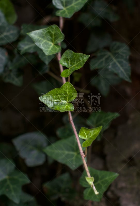 常春藤,藤蔓植物,大特写,菜园,自然,垂直画幅,水平画幅,枝繁叶茂,无人,抽象