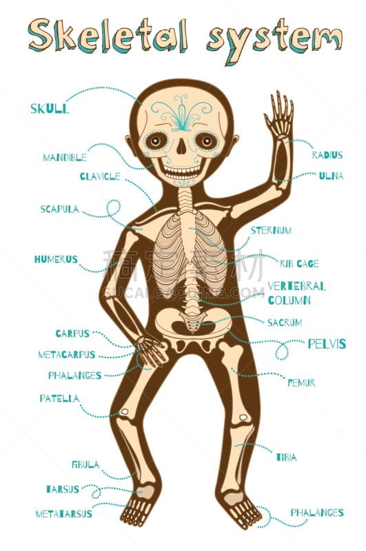 儿童,矢量,人类骨架,绘画插图,卡通,人,顺序,有序,部分,中间部分