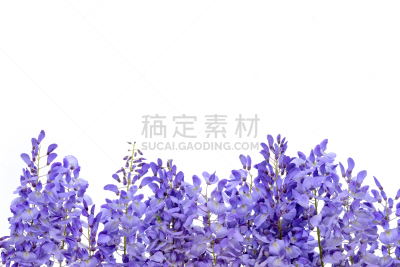紫藤,设计元素,蓝纹乳酪,嫩枝,分离着色,菜园,豆科植物,纹理效果,边框,从容态度