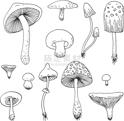 蘑菇,矢量,森林,草图,动物手,伞形毒菌,食用菌,香菇,真菌,雕刻图像