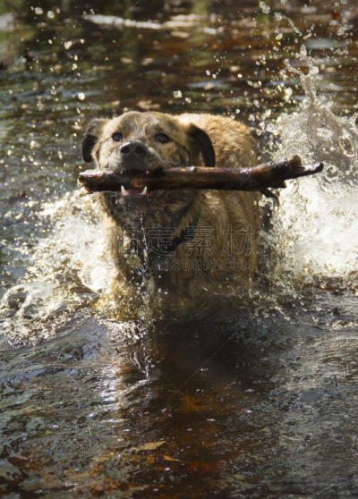 catahoula leopard dog,狗,幸福,棍,接力赛,vernal pools,杂种狗,垂直画幅,水,进行中