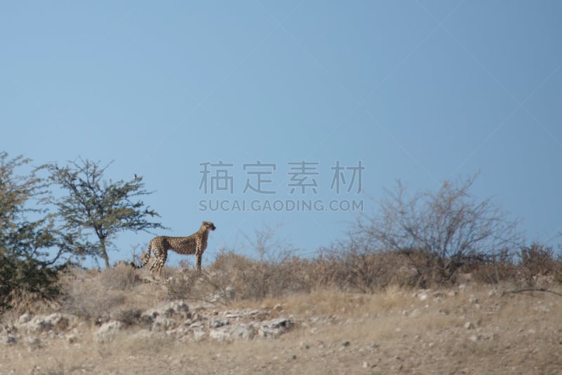 猎豹,喀拉哈里沙漠,幼兽,奥考吉马·洛奇,非洲猎豹,小印度豹,野兽游荡,悄悄接近猎物,卡格拉格帝边境公园,赞比亚