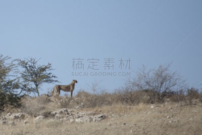猎豹,喀拉哈里沙漠,幼兽,奥考吉马·洛奇,非洲猎豹,小印度豹,野兽游荡,悄悄接近猎物,卡格拉格帝边境公园,赞比亚