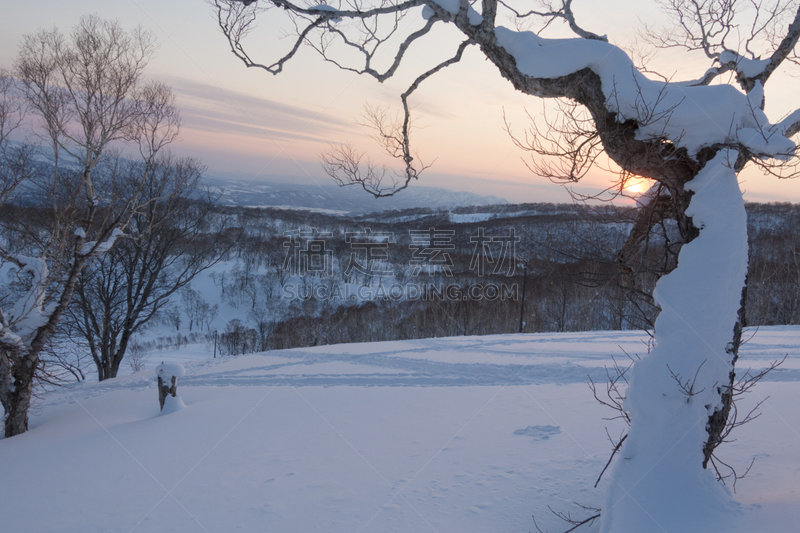 雪,橙色,白桦,母球,森林,热,留寿都度假区,二世谷,北海道,天空