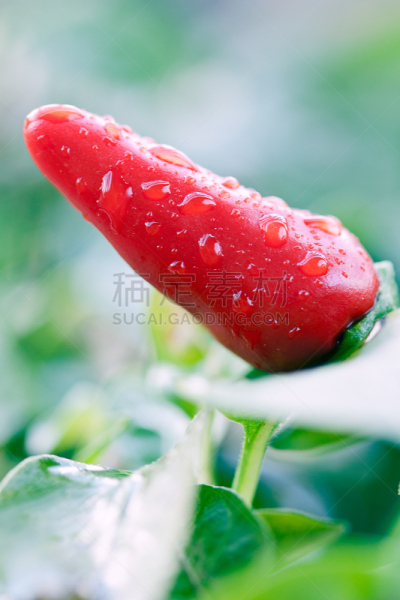 辣椒,顶部,自然,垂直画幅,绿色,无人,开胃品,红色,热,成分