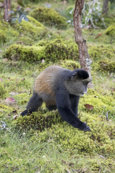 parc national des volcans,金丝猴,卢旺达,濒危物种,侧面像,威兰伽国家公园,特有物种,垂直画幅,野生动物,无人