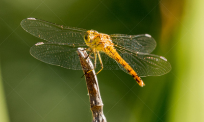 southern hawker dragonfly,蜻蜓,水平画幅,无人,大特写,昆虫,德国,摄影