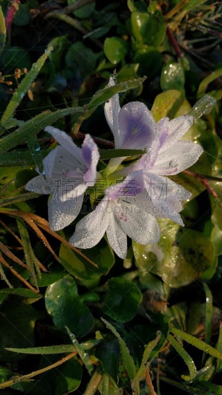 凤眼莲,水生植物,湿,风信子,湖,植物,河流,蜘蛛网,户外,雨林