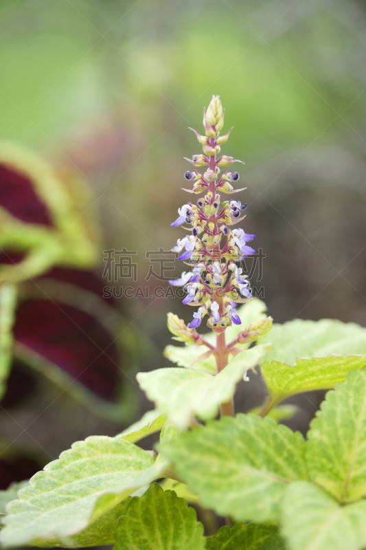 薄荷科,自然,垂直画幅,植物,地形,无人,花,摄影