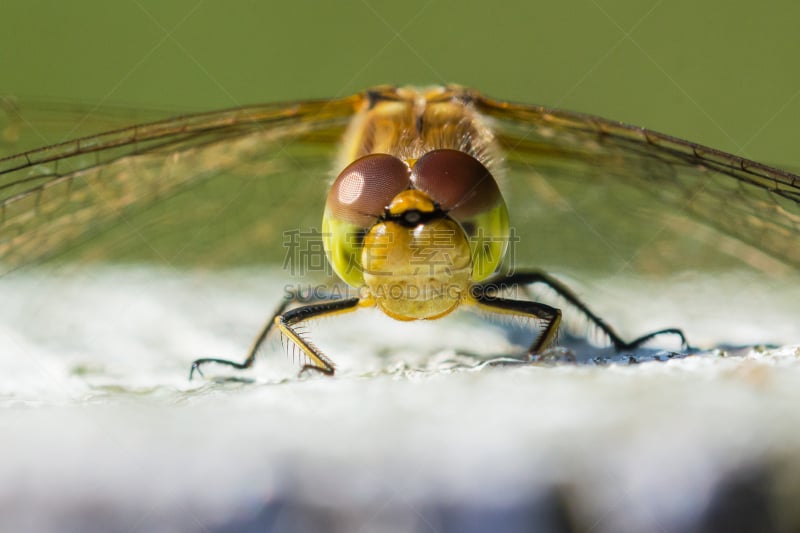 大特写,距离标记,白色,在上面,blue darter dragonfly,小路,鹭管鱼,系船柱,条斑赤蜻,池塘生物