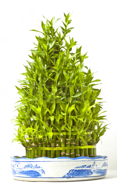 富贵竹,盆景,自然,垂直画幅,正面视角,绿色,无人,装饰物,室内植物,影棚拍摄
