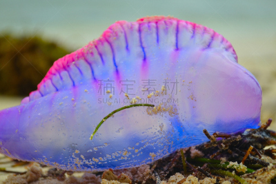 水母,紫色,桑卜拉斯岛,巴拿马,海滩,水平画幅,无人,有毒生物体,户外,摄影