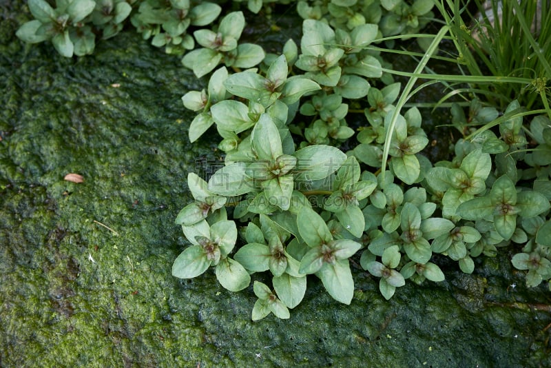 水平画幅,无人,夏天,户外,特写,植物,植物学,小溪,叶子,三角梅