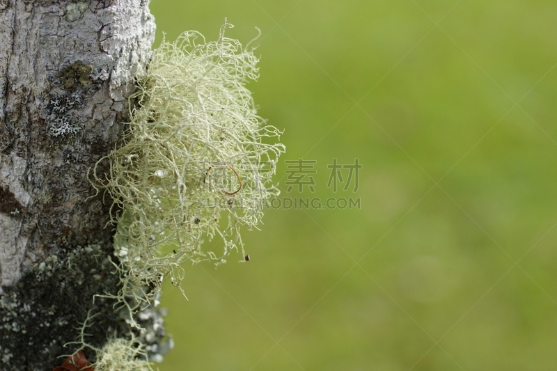 波阿斯火山,哥斯达黎加,自然,苔藓,伯斯国家公园,阿拉胡埃拉省,附生植物,中美洲,国家公园,水平画幅