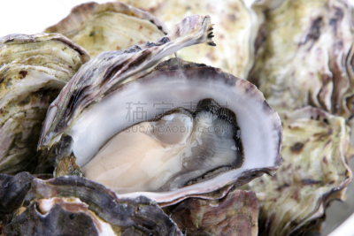 牡蛎,水平画幅,海产,干净,贝壳,食品,摄影