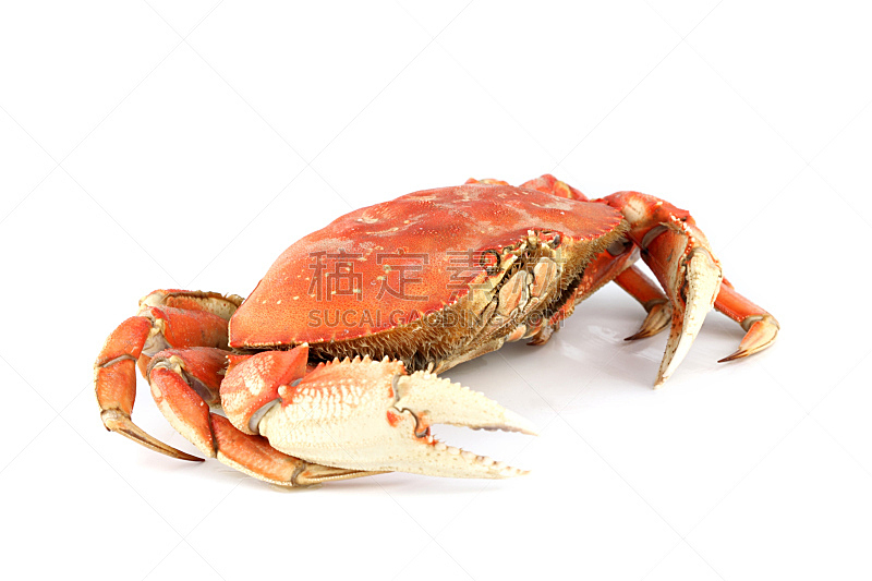 丹金尼斯螃蟹,饮食,煮食,水平画幅,白色背景,海产,背景分离,螃蟹,清新,食物状态