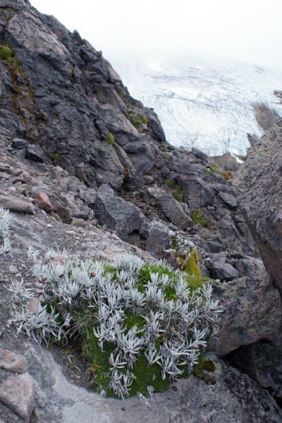 卡扬贝,高处,火山,植物群,卡杨贝,拉丁美洲,垂直画幅,图像,苔藓,厄瓜多尔