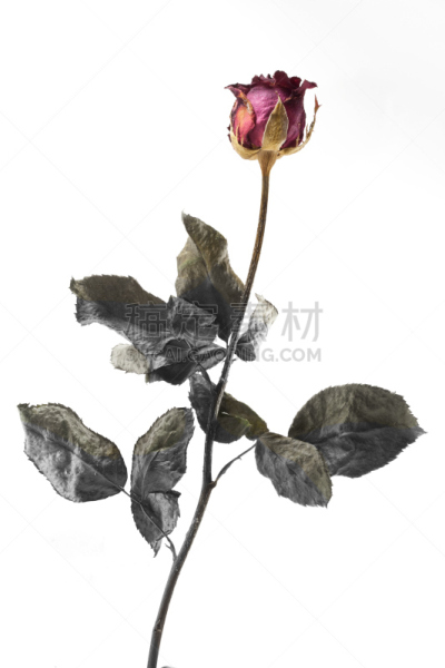 玫瑰,一个物体,分离着色,白色背景,单茎玫瑰,垂直画幅,古老的,干的,仅一朵花