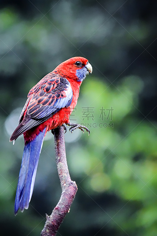 红草鹦鹉,棍,吸蜜鸚鵡,自然,红色,垂直画幅,图像,美,色彩鲜艳,多色的